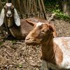 Photos: These Goats Are Now Roaming Prospect Park